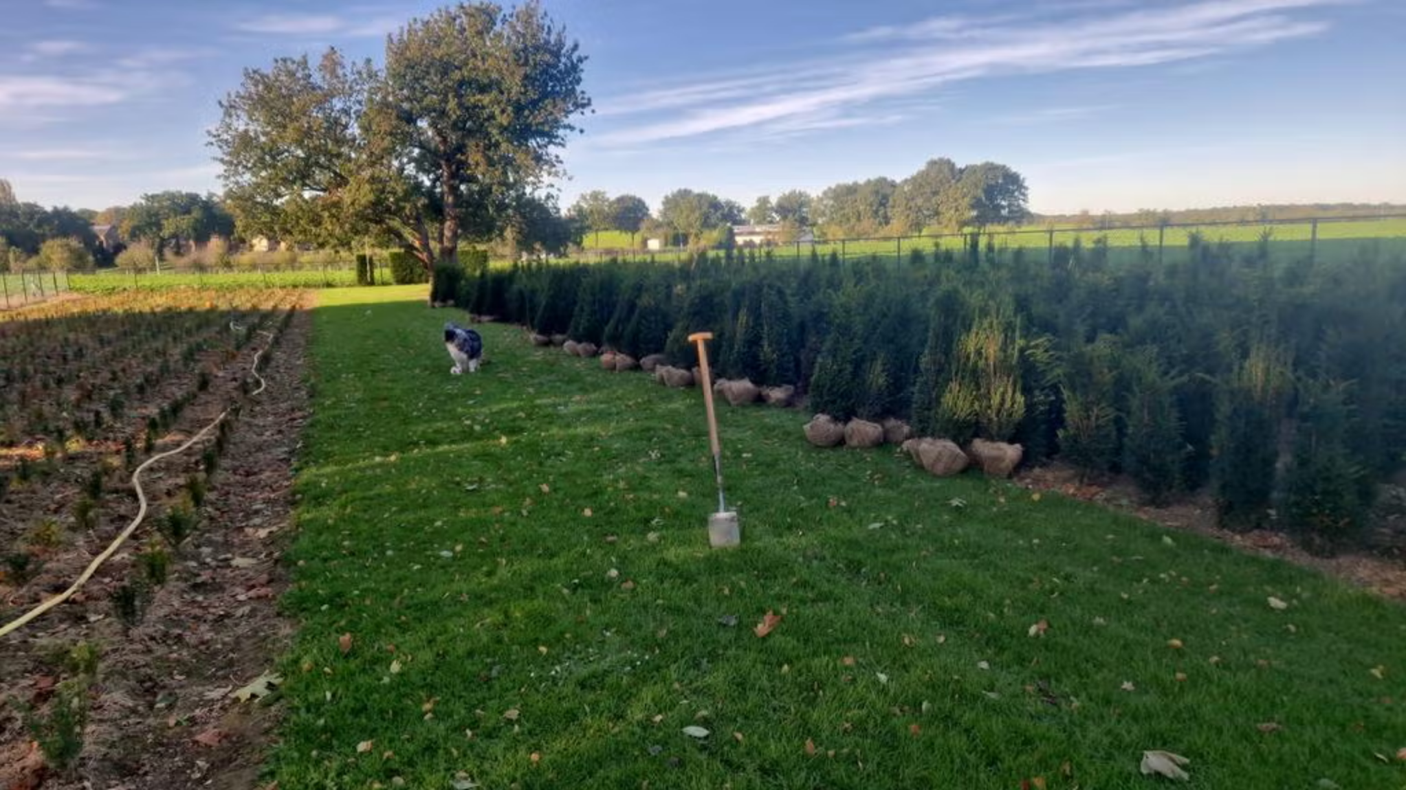 Taxus baccata uit familiekweek op het veld in Limburg