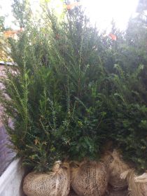 20121109_145632.jpg